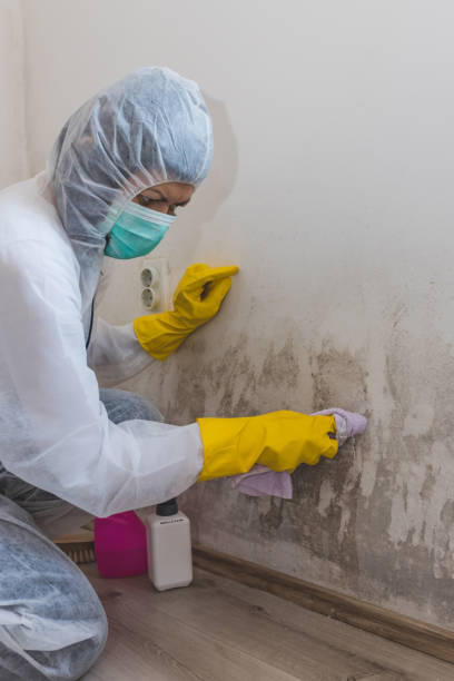 Mold Remediation for Rental Properties in Three Way, TN